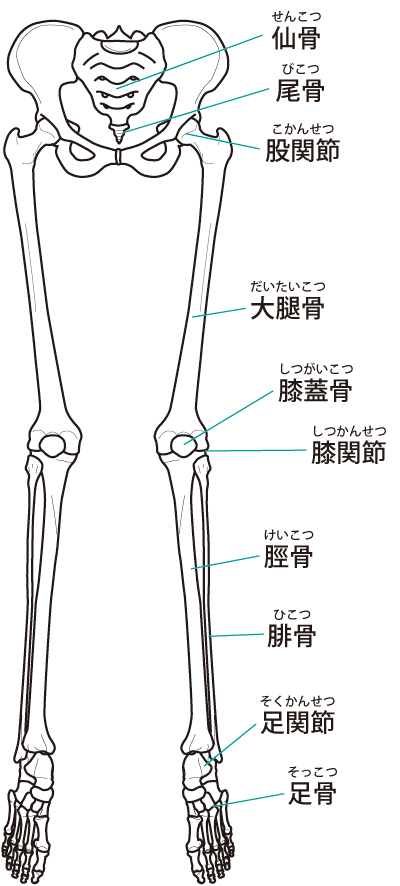 下肢　イラスト