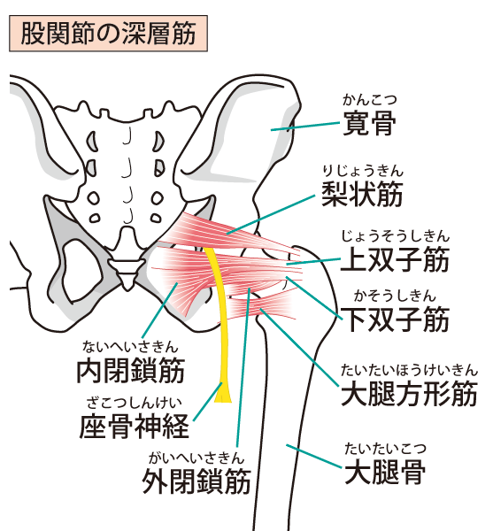 梨状筋症候群への当院のアプローチは？