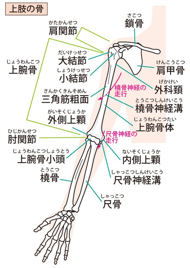 肘周りの関節のイラスト