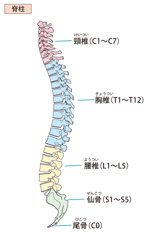 血流は背骨・骨盤の歪み、内臓の疲労が原因です。