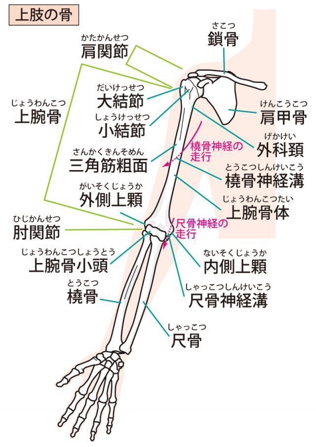 手首の痛みの原因は腕や肩の関節の歪みです。