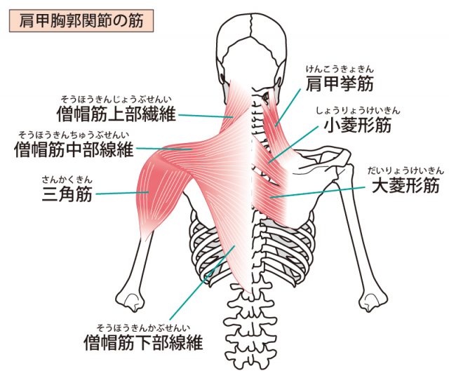 肩こりは骨盤・背骨・内臓の疲労を改善することで解消されます。