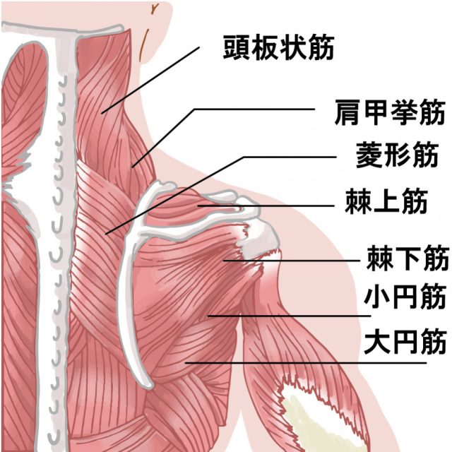 頸肩腕症候群への当院のアプローチは？