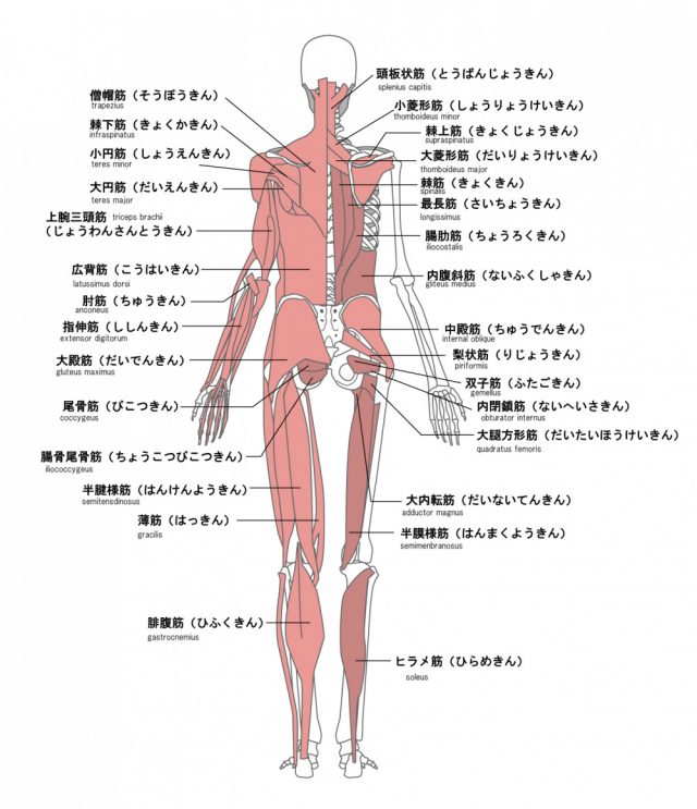 筋肉のイラスト