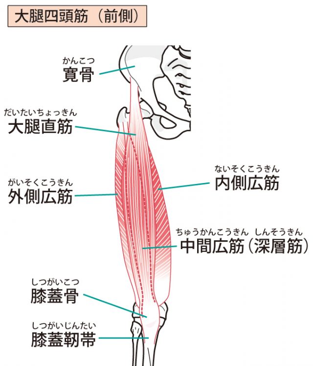 肉離れ 藤沢の整体 ひなた鍼灸整骨院 藤沢駅徒歩3分 肉離れ 藤沢の整体 ひなた鍼灸整骨院 藤沢駅徒歩3分