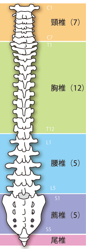 自律神経失調症への当院のアプローチは？